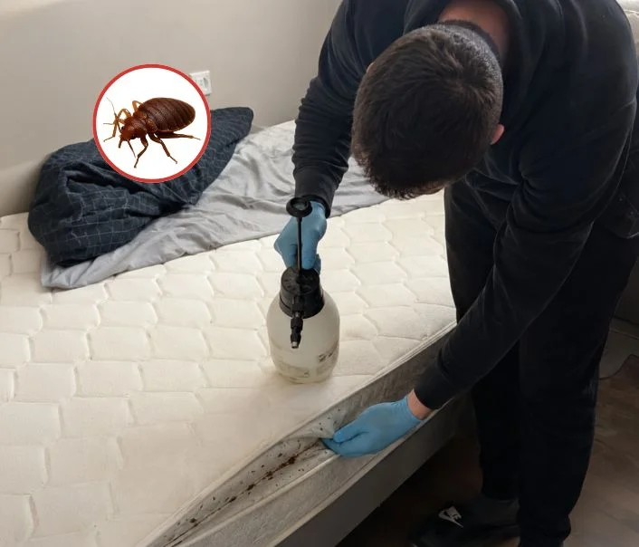 Technicien traitant un matelas contre les punaises de lit à Jouy-Mauvoisin